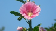 粉色秋葵花朵图片