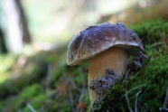 草地毒蘑菇摄影图片