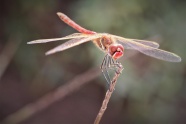 红蜻蜓摄影图片