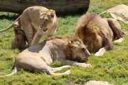 动物园狮子观赏图片