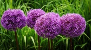 紫色观赏洋葱花图片