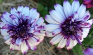 紫色雏菊花朵图片