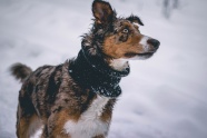 雪天猎犬狩猎图片