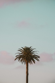 一棵椰子树特写图片