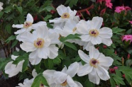 白色牡丹花朵图片