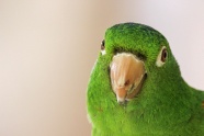 绿色鹦鹉头部特写图片