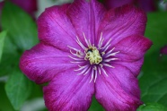 紫色铁线莲开花图片