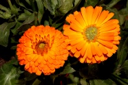 橙色花朵绽放图片