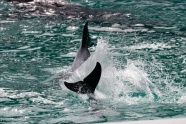 大海海豚戏水图片