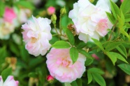粉白色玫瑰花朵图片
