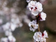 桃花枝花朵图片