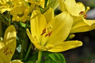 黄色百合花开花图片
