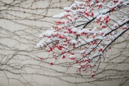 雪中红梅花高清图片
