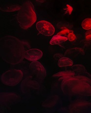 红色发光透明水母图片