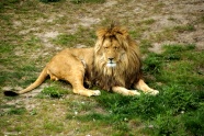 大狮子睡觉图片