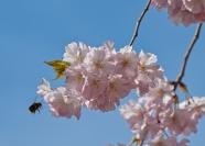 淡粉色樱花花朵图片