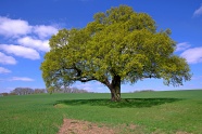原野绿树图片