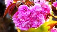 漂亮观赏樱花图片