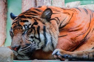 老虎睡觉图片