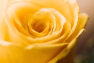 黄色玫瑰花花朵图片