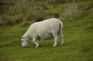 苏格兰白色绵羊图片