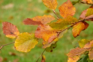 秋天枯黄树叶图片