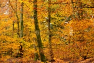 秋季金黄森林树木图片