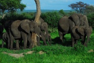 森林野生大象群图片