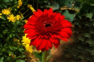 盛开红色菊花图片