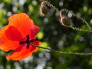 高清红色罂粟花朵图片