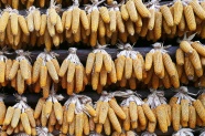 黄色玉米棒晒干图片