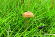 青草地小蘑菇图片