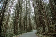 欧美树林公路风景图片