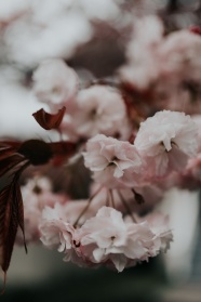 粉色樱花花朵特写图片