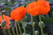 罂粟花花朵摄影图片