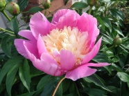 漂亮粉色牡丹花朵图片