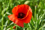 红罂粟花朵摄影图片