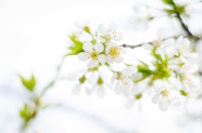 白色樱花ppt背景图片