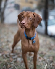 威斯拉犬图片