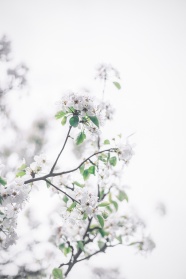 白色唯美桃花图片