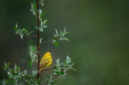 可爱黄色雀鸟图片