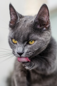 灰色可爱猫咪图片