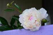 漂亮白色牡丹花朵图片