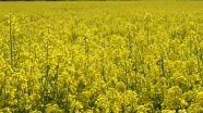 黄色油菜花背景图片