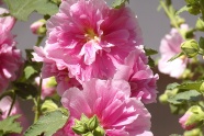 粉色锦葵花朵图片