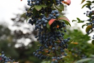 蓝色野生浆果图片
