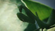 绿色螳螂局部图片