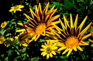 杂色菊花朵绽放图片