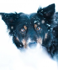雪中帅气狗狗图片