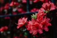 鲜艳红色花朵图片